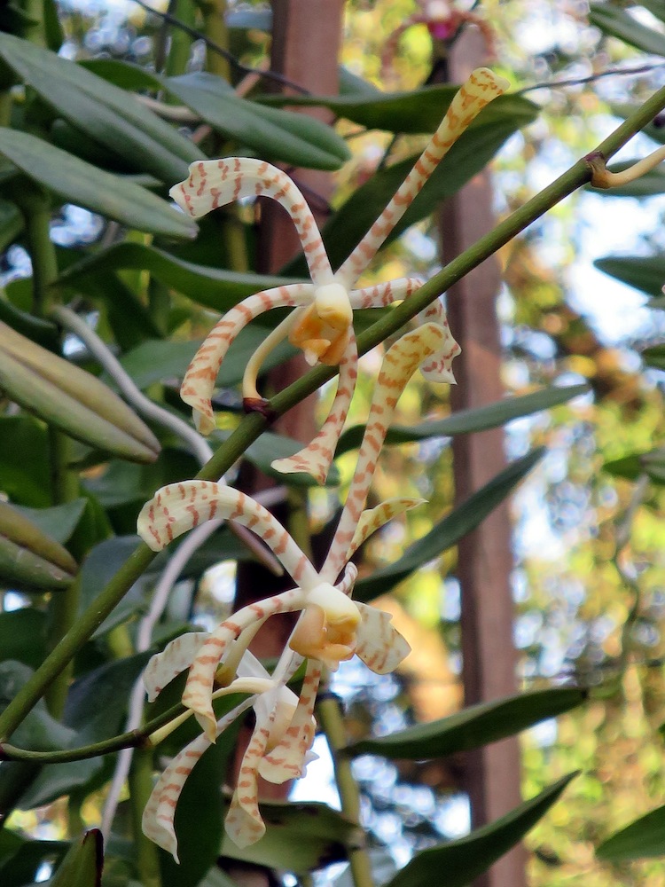 Arachnis Maggie Oei 'Yellow Ribbon'