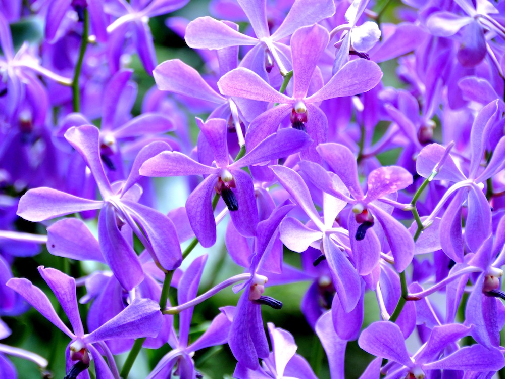 Aranda Noorah Alsagoff