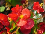 Begonia semperflorens 'Wax Begonia'