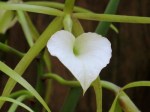 Brassavola Little Stars