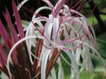 Crinum amabile 'Giant Spider Lily'