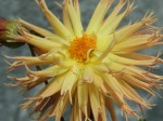 Dahlia 'Fimbriata'