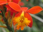 Epidendrum radicans 'Fire-Star Orchid'