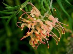 Grevillea 'Robyn Gordon'