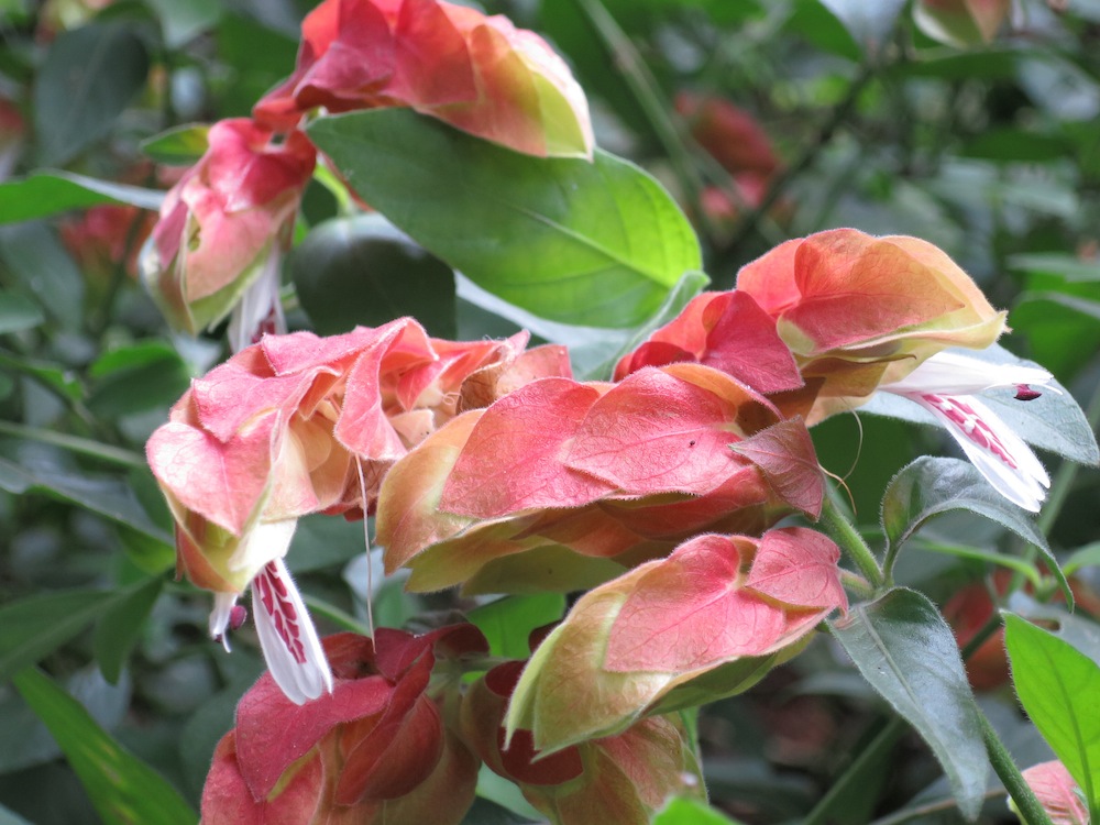 Justicia brandegeeana 'Shrimp Plant'