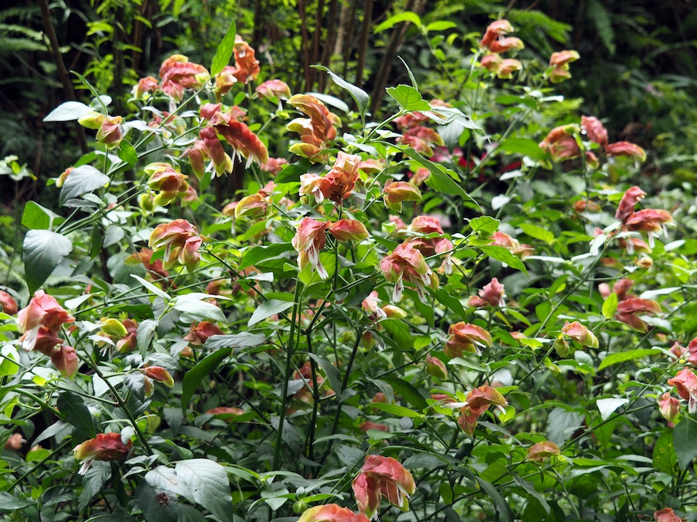 Justicia brandegeeana 'Shrimp Plant'