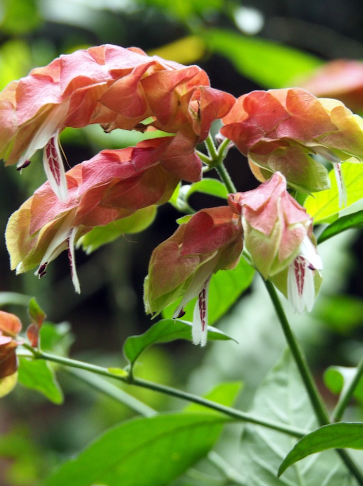 Justicia brandegeeana 'Shrimp Plant'