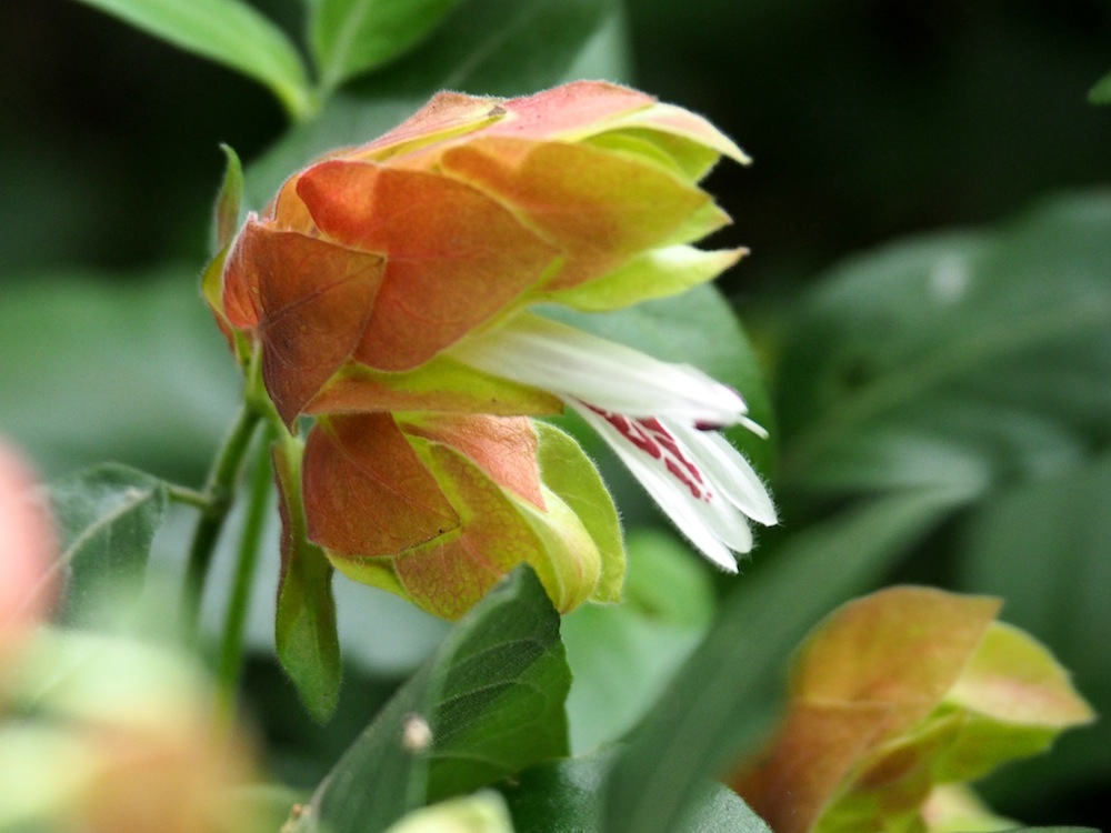 Justicia brandegeeana 'Shrimp Plant'