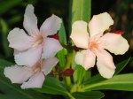 Nerium oleander