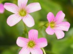 Oxalis corymbosa 'Pink Wood Sorrel'