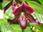 Paphiopedilum 'Lady Slipper Orchid'