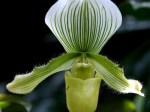 Paphiopedilum lawrenceanum hyeanum