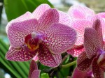 Phalaenopsis Hybrid