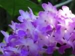 Rhynchostylis Mary Motes