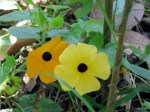 Thunbergia alata 'Black-Eyed Susan'