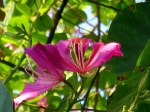 Bauhinia blakeana 'Hong Kong Orchid Tree'