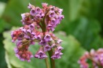 Bergenia cordifolia