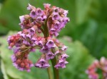 Bergenia cordifolia