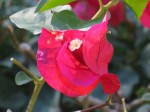 Bougainvillea 'Louis Wathen'