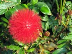 Calliandra haematocephala