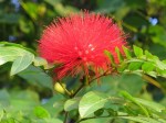 Calliandra haematocephala