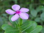 Catharanthus roseus 'Madagascar Periwinkle'