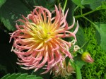 Dahlia 'Villandry'