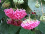 Dombeya wallichii 'Pink Ball Tree'