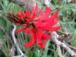 Erythrina variegata 'Coral Tree'