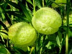 Gomphocarpus physocarpus 'Balloon Cotton-bush'