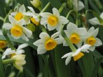 Narcissus tazetta L.