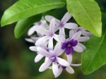 Petrea volubilis 'Sandpaper Vine'