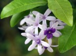 Petrea volubilis 'Sandpaper Vine'