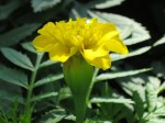 Tagetes patula 'French Marigold'