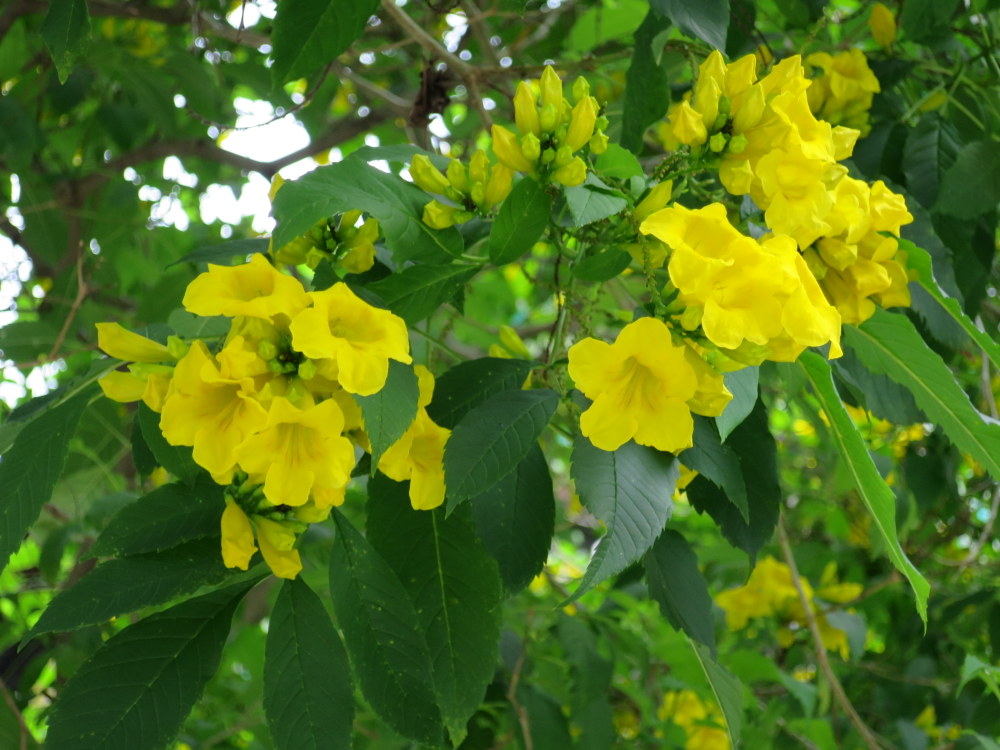 Tecoma stans 'Yellow Bells'