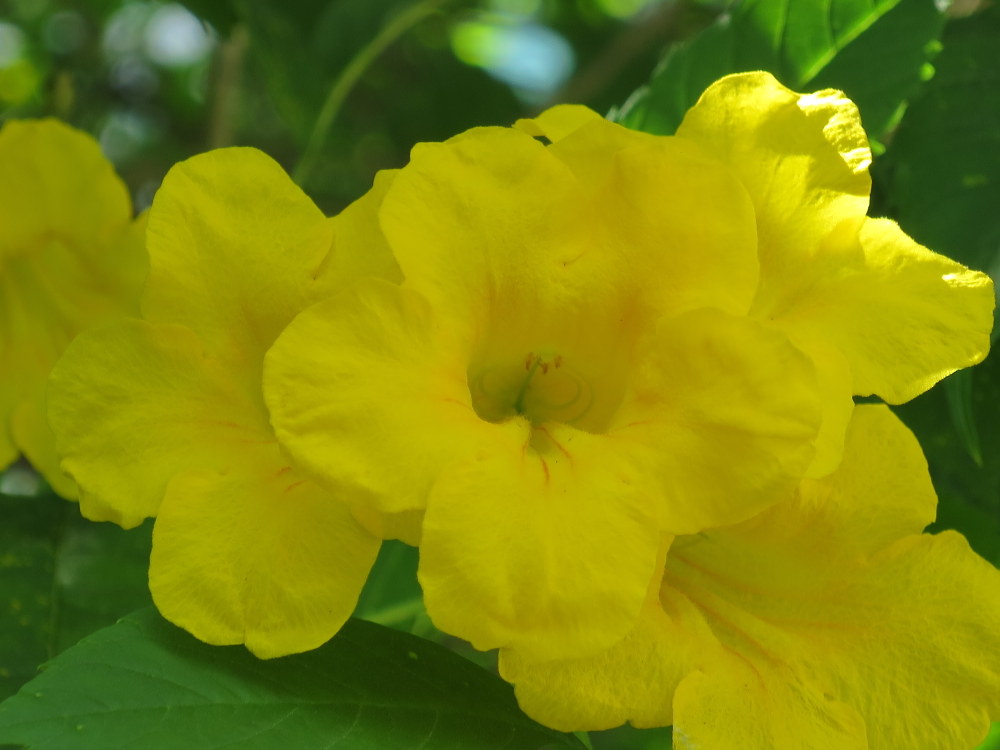 Tecoma stans 'Yellow Bells'