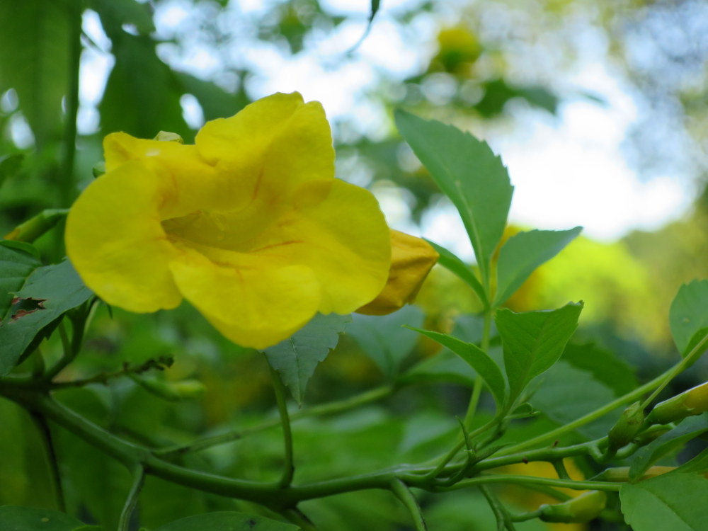 Tecoma stans 'Yellow Bells'