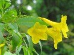 Tecoma stans 'Yellow Bells'