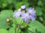 Ageratum conyzoides