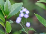 Ageratum conyzoides