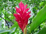 Alpinia purpurata (Alpinia)