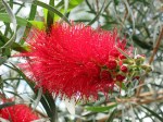 Callistemon viminalis 'Kings Park Weeping Bottlebrush'