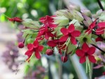 Clerodendrum thomsoniae 'Bleeding Heart Vine'