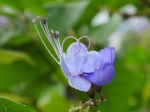Clerodendrum ugandense 'Blue Butterfly Bush'