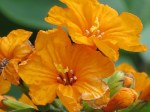 Cordia sebestena aurea 'Aurea' (Orange-Geiger Tree)