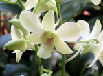 Dendrobium 'Shavin White'