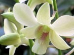 Dendrobium 'Shavin White'
