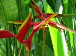 Heliconia platystachys