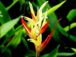 Heliconia psittacorum (Parrot's Flower)