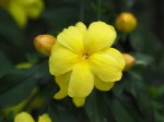 Jasminum mesnyi 'Primrose Jasmine'